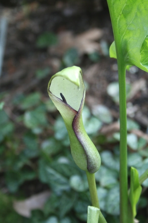 Image of Arum hygrophilum|Juniper Level Botanic Gdn, NC|JLBG