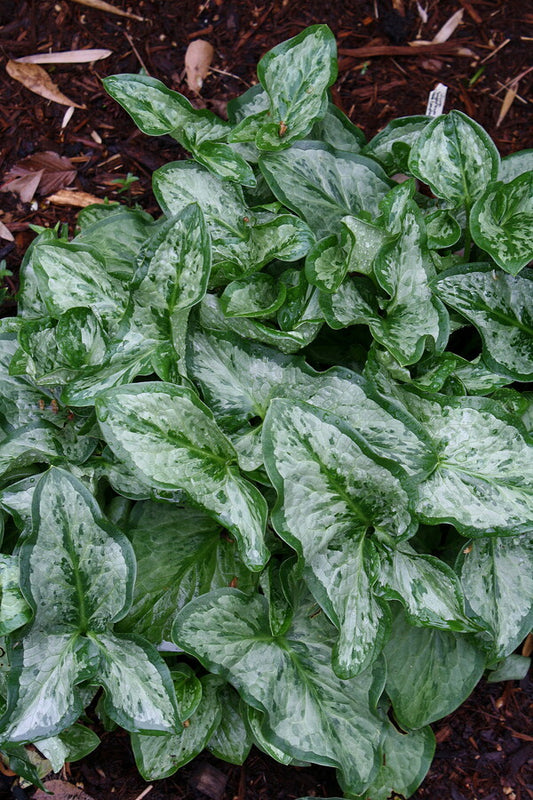 Image of Arum italicum 'Silver Cloud'|Juniper Level Botanic Gdn, NC|JLBG