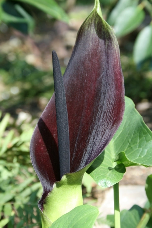 Image of Arum palaestinum|Juniper Level Botanic Gdn, NC|JLBG