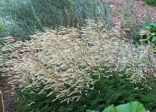 Image of Aruncus 'Guinea-Fowl'|Holland|Darwin Plants