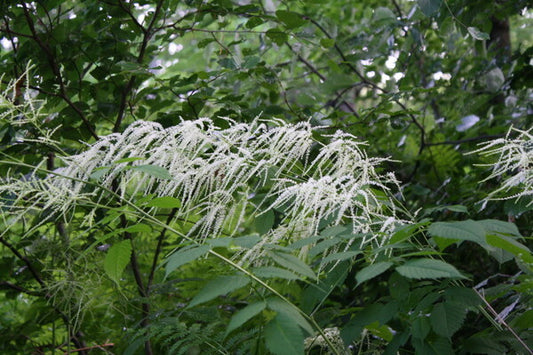 Image of Aruncus dioicus var. kamtschaticus TCM 12-574|Juniper Level Botanic Gdn, NC|JLBG