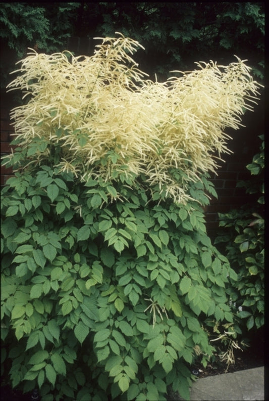 Image of Aruncus dioicus|Stygall Gdn, IN|
