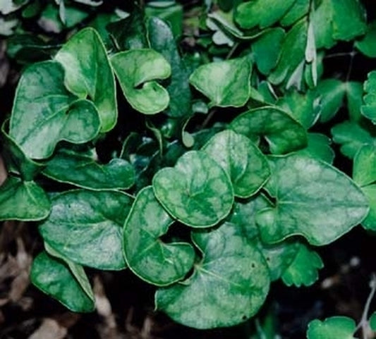 Image of Asarum arifolium 'Beaver Creek'|Juniper Level Botanic Gdn, NC|JLBG