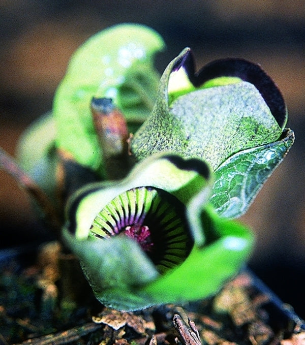 Image of Asarum campaniflorum Green Leaf Form|Juniper Level Botanic Gdn, NC|JLBG