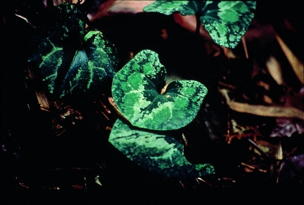 Image of Asarum hexalobum|B. Yinger Gdn, PA|B. Yinger