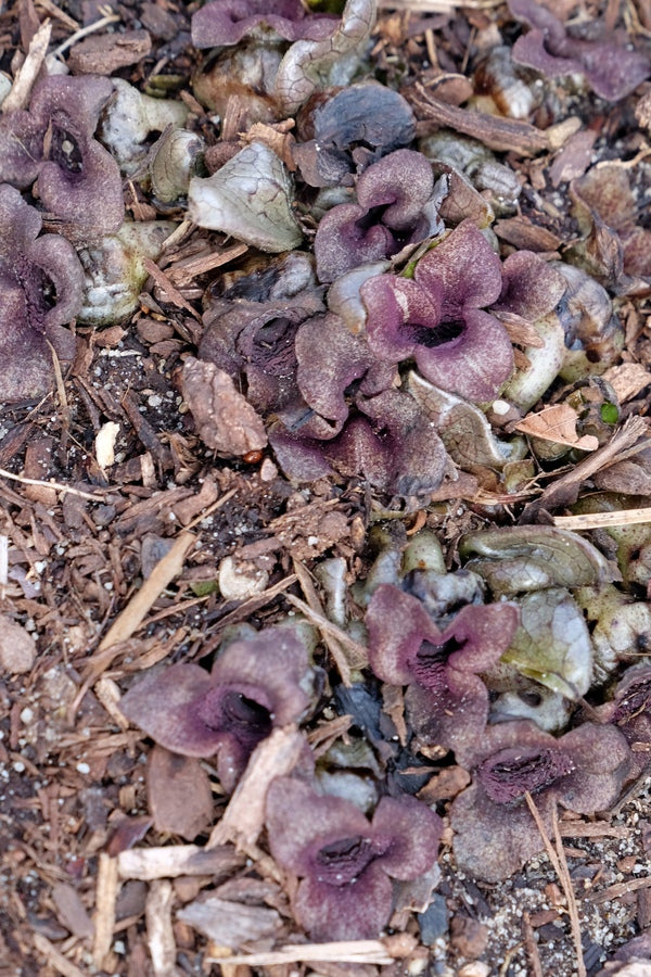Image of Asarum ichangense 'Silver Lining'||