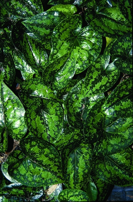 Image of Asarum kumageanum 'Frosted Jade'taken at Woodlanders Nsy, SC