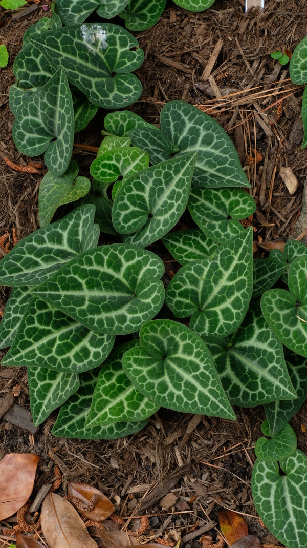 Image of Asarum macranthum 'Creeping Tortoise'|Juniper Level Botanic Gdn, NC|JLBG