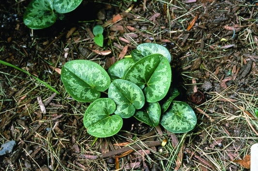 Image of Asarum minus 'Honeysong'|H. Hansen Gdn, MN|H. Hansen