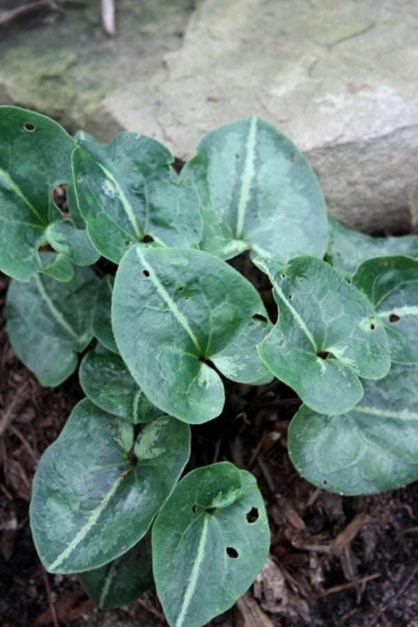 Image of Asarum subglobosum|Juniper Level Botanic Gdn, NC|JLBG