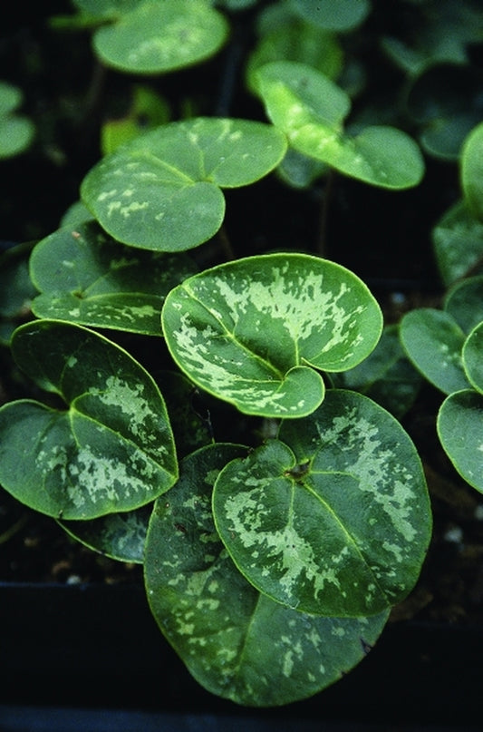 Image of Asarum virginicum var. virginicum 'Silver Splash'taken at Juniper Level Botanic Gdn, NC by JLBG