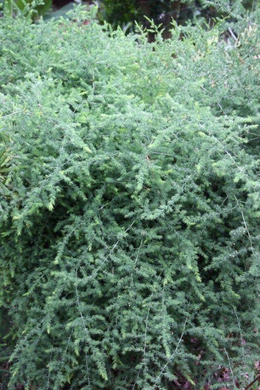 Image of Asparagus africanus|Juniper Level Botanic Gdn, NC|JLBG