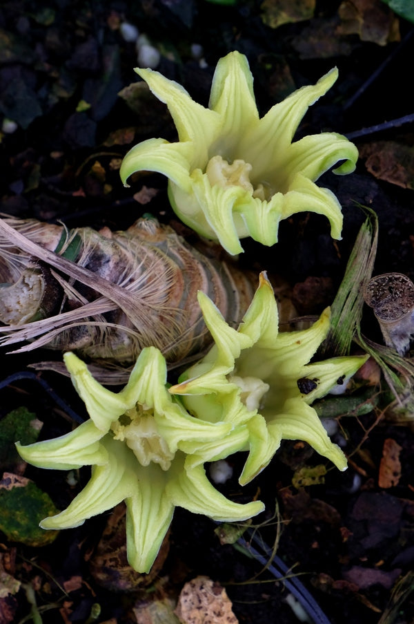 Image of Aspidistra attenuata 'Alishan Little Gem'