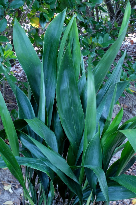 Image of Aspidistra attenuata 'Alishan Little Gem'