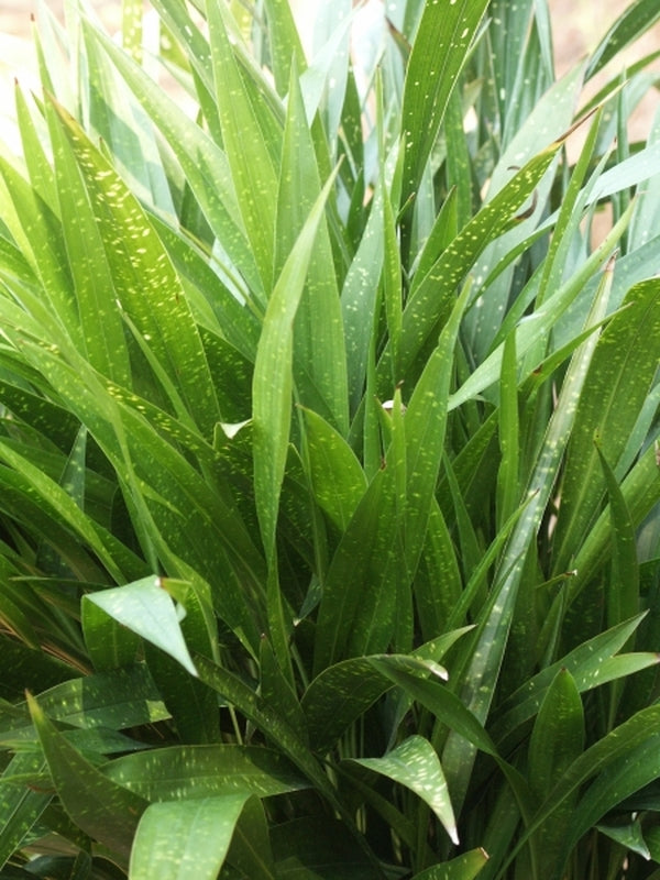 Image of Aspidistra gracilis 'Speckled Stalkings'taken at Juniper Level Botanic Gdn, NC by JLBG