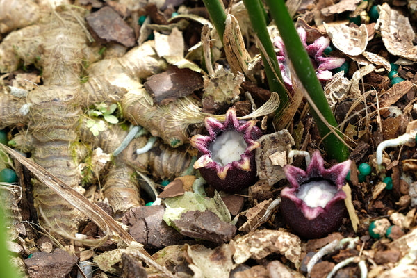 Image of Aspidistra leshanensis CBCH768taken at Juniper Level Botanic Gdn, NC by JLBG
