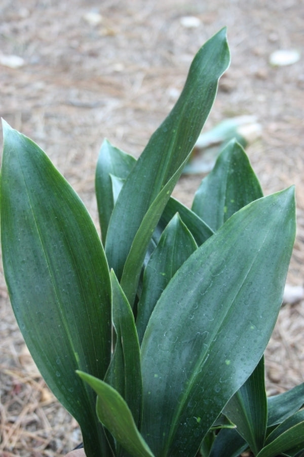 Image of Aspidistra molendinacea 'Skin Tight Green Jeans'taken at Juniper Level Botanic Gdn, NC by JLBG