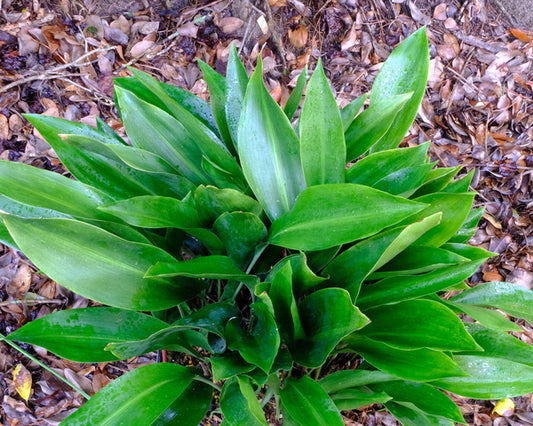 Image of Aspidistra molendinacea 'Skin Tight Green Jeans'taken at Juniper Level Botanic Gdn, NC by JLBG