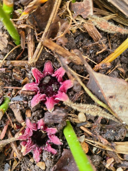 Image of Aspidistra sichuanensis CBCH603|Juniper Level Botanic Gdn, NC|JLBG