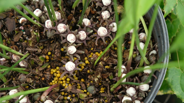 Image of Aspidistra subrotata 'Eyes Have It'taken at Juniper Level Botanic Gdn, NC by JLBG