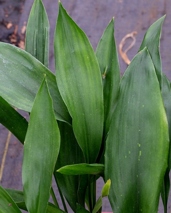 Image of Aspidistra sutepensis 'Doi Inthanon'