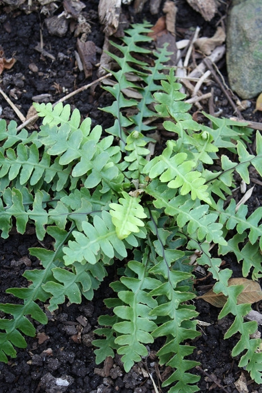 Image of Asplenium dalhousieae