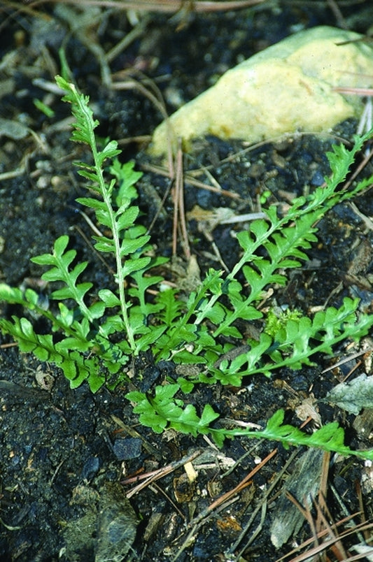 Image of Asplenium x kobayashi|Juniper Level Botanic Gdn, NC|JLBG