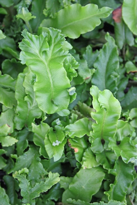 Image of Asplenium scolopendrium 'Cristatum'taken at Juniper Level Botanic Gdn, NC by JLBG