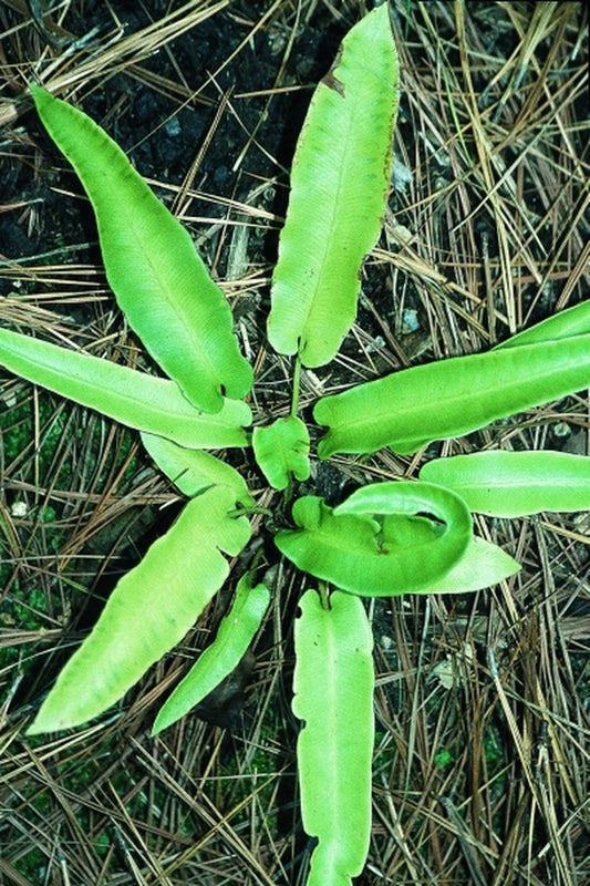 Image of Asplenium scolopendrium 'Ulleung Island'|Juniper Level Botanic Gdn, NC|JLBG