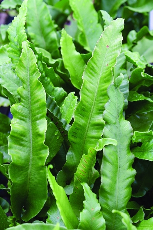 Image of Asplenium scolopendrium 'Undulatum'|Juniper Level Botanic Gdn, NC|JLBG