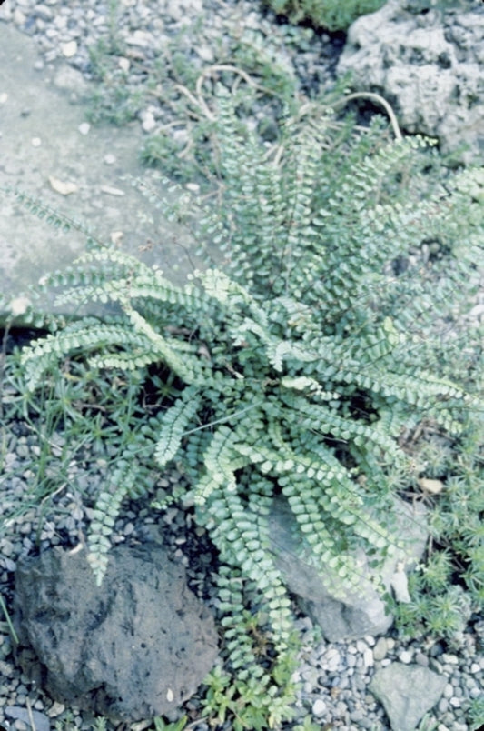 Image of Asplenium trichomanes|N. Lambert Gdn, NY|