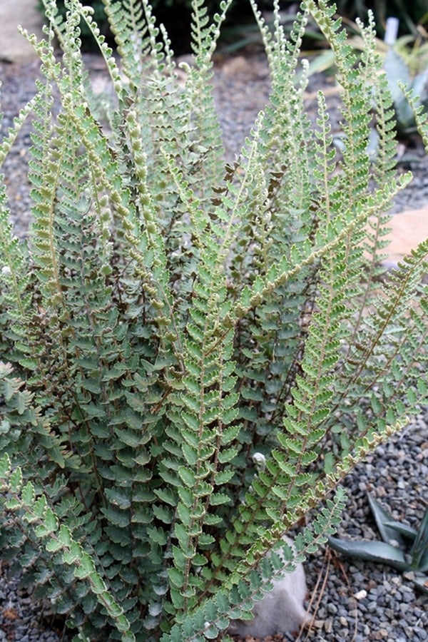 Image of Astrolepis sinuata 'Jo Levy'