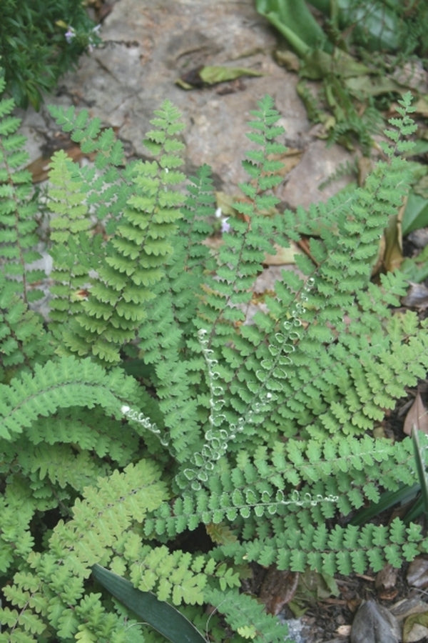 Image of Astrolepis windhamii|Juniper Level Botanic Gdn, NC|JLBG