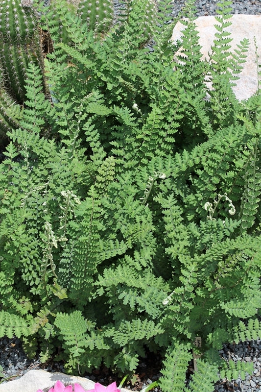 Image of Astrolepis windhamii||