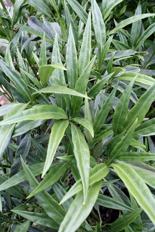 Image of Aucuba japonica 'Fujikawa'taken at Hawksridge Farms, NC