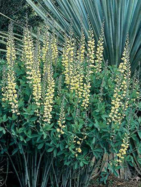 Image of Baptisia 'Carolina Moonlight'|Juniper Level Botanic Gdn, NC|JLBG