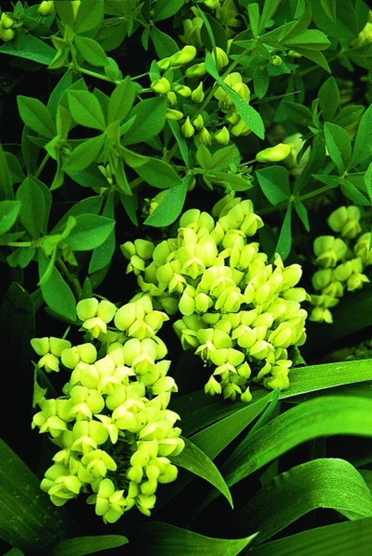 Image of Baptisia leucophaea coll. #A1T-011|Juniper Level Botanic Gdn, NC|JLBG