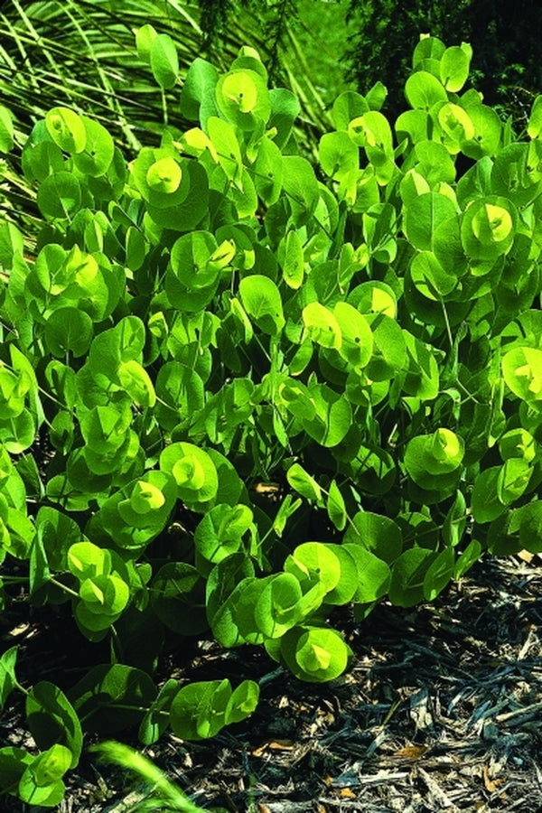 Image of Baptisia perfoliata coll. #A1FL-183|Juniper Level Botanic Gdn, NC|JLBG
