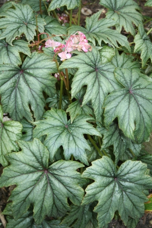 Image of Begonia 'Metallic Mist' PP 19,567|Juniper Level Botanic Gdn, NC|JLBG