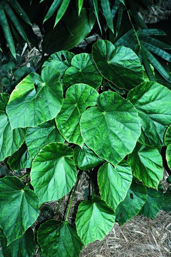 Image of Begonia chitoensis BSWJ1954|Juniper Level Botanic Gdn, NC|JLBG