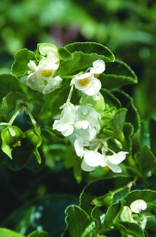 Image of Begonia cucullata coll. #A1AG-286|Juniper Level Botanic Gdn, NC|JLBG
