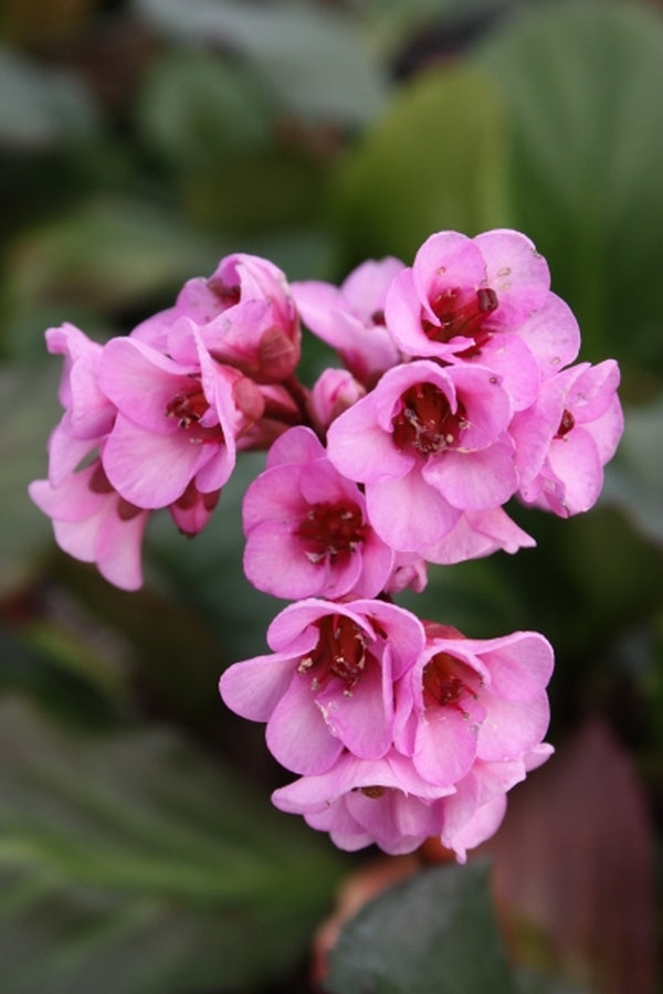 Image of Bergenia 'Herbstblute'|Juniper Level Botanic Gdn, NC|JLBG