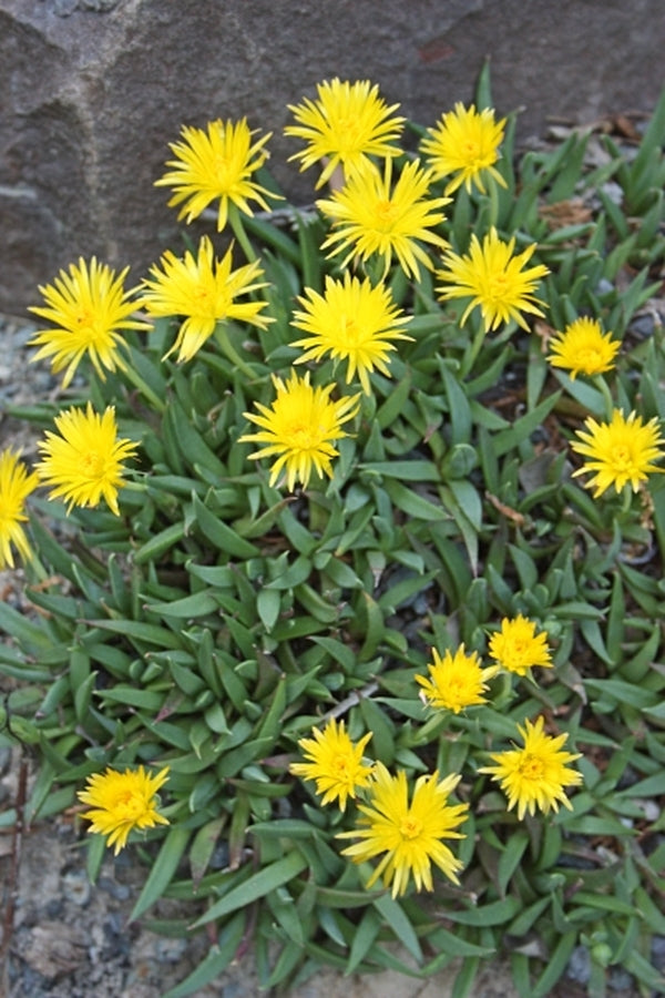 Image of Bergeranthus katbergensis 'Cathcart'|Juniper Level Botanic Gdn, NC|JLBG