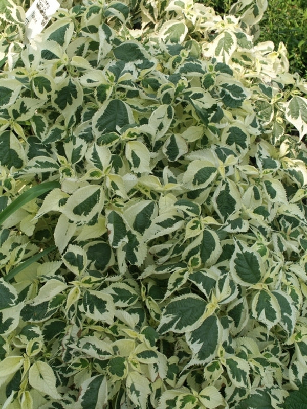 Image of Boehmeria nivea 'Nichirin'|Juniper Level Botanic Gdn, NC|JLBG