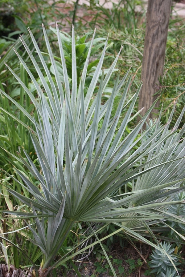 Image of Brahea decumbens|Kluchar Gdn|