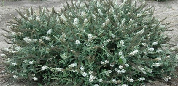 Image of Buddleia 'Ice Chip' PP 24,015|NC State University|D. Werner