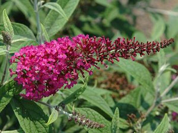 Image of Buddleia 'Miss Ruby' PP 19,950|J.C. Raulston Arboretum, NC|D. Werner