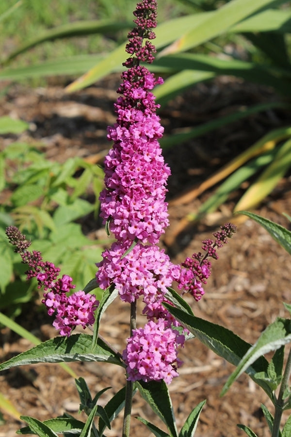 Image of Buddleia 'Pink Micro Chip' PP 26,547taken at Juniper Level Botanic Gdn, NC by JLBG