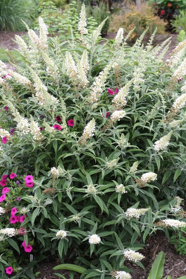 Image of Buddleia 'White Ball'|Juniper Level Botanic Gdn, NC|JLBG