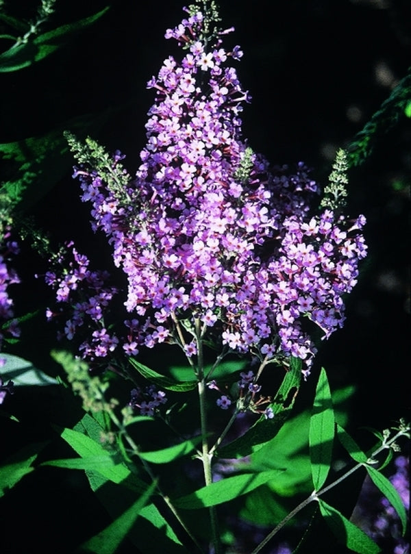 Image of Buddleia davidii 'Dartmoor'|Juniper Level Botanic Gdn, NC|JLBG